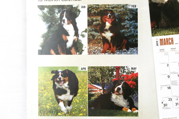 2014 Bernese Mountain Dogs 18-Month Calendar BrownTrout Publishers Inc SEALED