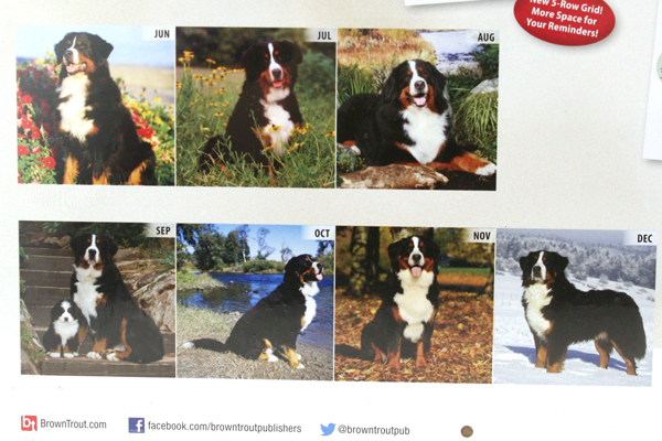 2014 Bernese Mountain Dogs 18-Month Calendar BrownTrout Publishers Inc SEALED