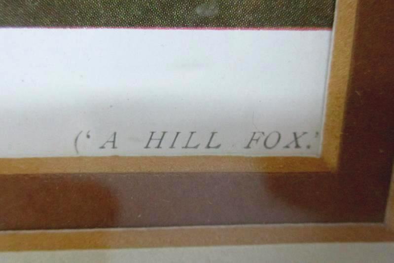 1920's A Hill Fox By Lionel Edwards Framed Fox Hunting W/ Dogs And Horses Print