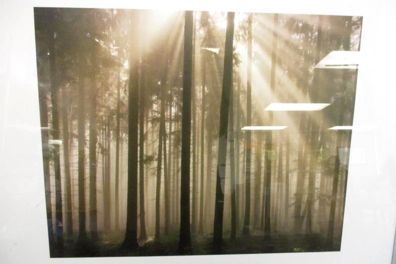 Charles Bowman Framed Art Print Filtered Light 2006 Getty Images 28 x 20In