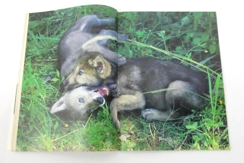Vintage Harrowsmith Magazine Number 11 Tracking The Wolf 1987 September October