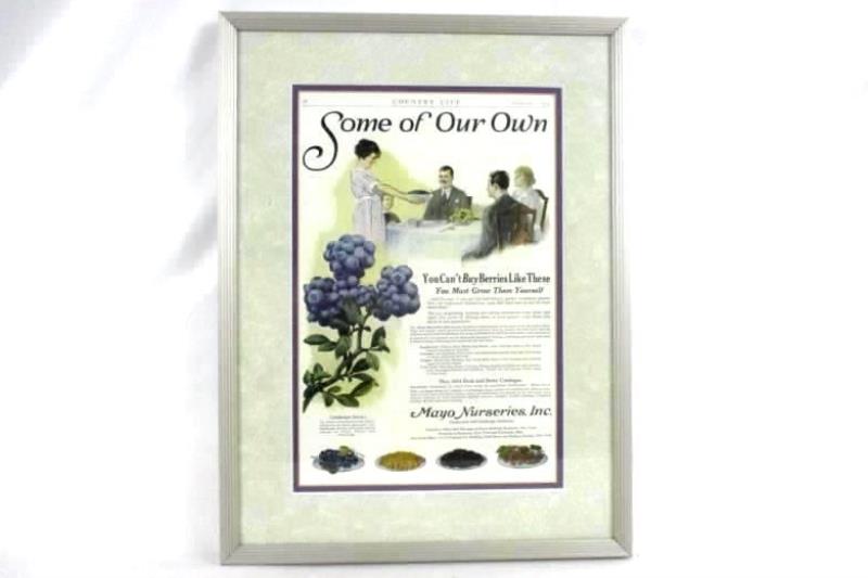 1924 Mayo Fruit Nursery Frit Berry Catalog Ad 98 Silver Frame Blueberry Decor