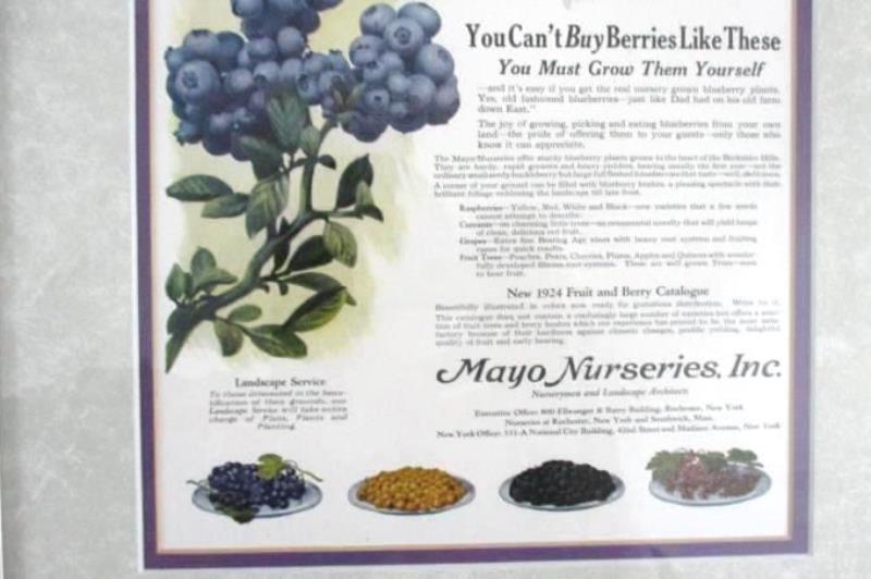 1924 Mayo Fruit Nursery Frit Berry Catalog Ad 98 Silver Frame Blueberry Decor