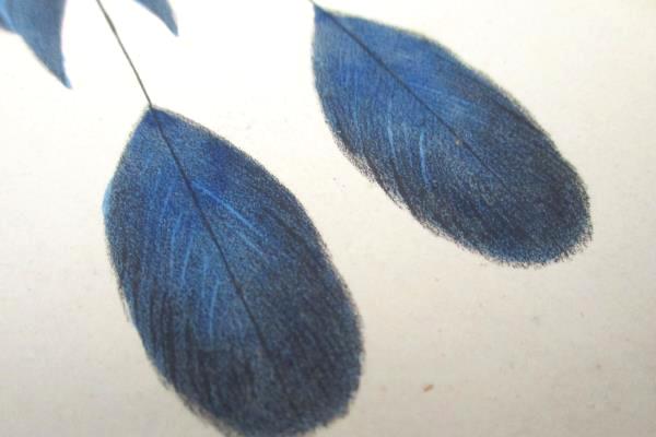 1859 Momotus Coeruleiceps Rare Hand Colored Engraving 11X9 Inches