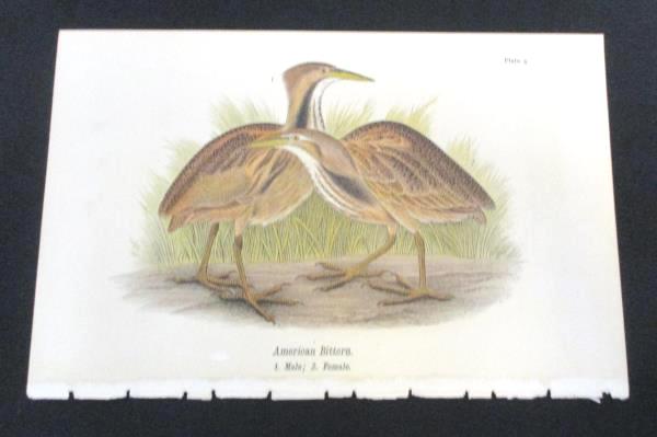 American Bittern Print Warrens Birds of Pennsylvania Chromolithograph 1888