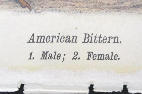 American Bittern Print Warrens Birds of Pennsylvania Chromolithograph 1888