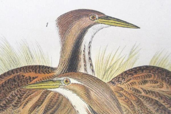 American Bittern Print Warrens Birds of Pennsylvania Chromolithograph 1888