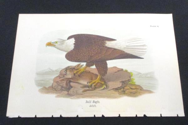 1890 Audubon BALD EAGLE with Prey Adult Bird Rabbit Plate 84