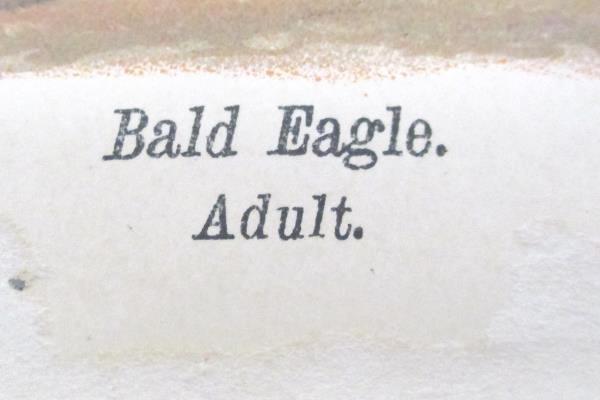 1890 Audubon BALD EAGLE with Prey Adult Bird Rabbit Plate 84