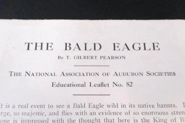 The Bald Eagle Gilbert Pearson Audubon Society Leaflet Lithograph Print