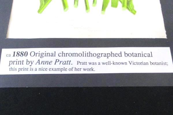 Chromolithograph Botanical Print Ann Pratt 1880 Common Lady's Slipper Flower