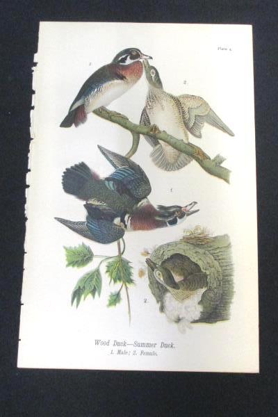 Wood Summer Duck Vintage 1890 Chromolithograph Color Bird Print Antique Plate 4