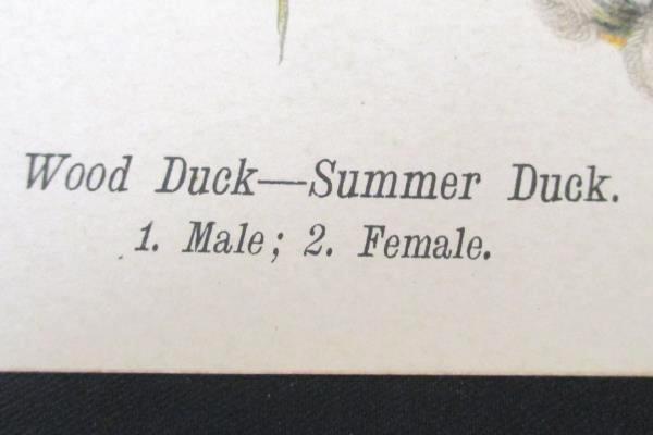 Wood Summer Duck Vintage 1890 Chromolithograph Color Bird Print Antique Plate 4