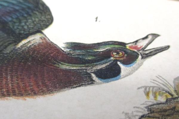 Wood Summer Duck Vintage 1890 Chromolithograph Color Bird Print Antique Plate 4