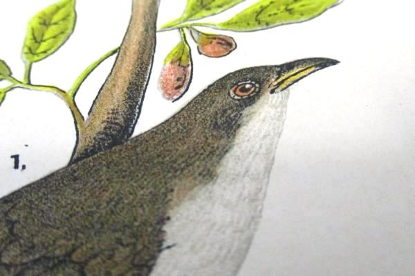 Chromolithograph Bird Print Plate Number 89 Yellow & Black Billed Cuckoo Males
