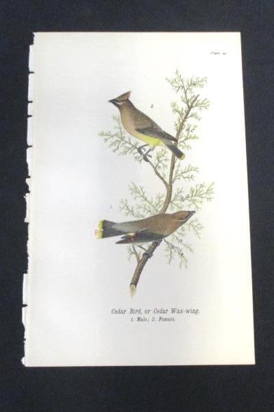Cedar Bird or Cedar Wax Wing Vintage Bird Print by John James Audubon