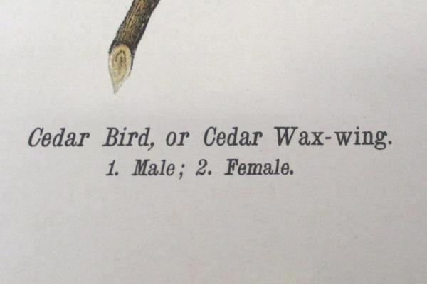 Cedar Bird or Cedar Wax Wing Vintage Bird Print by John James Audubon