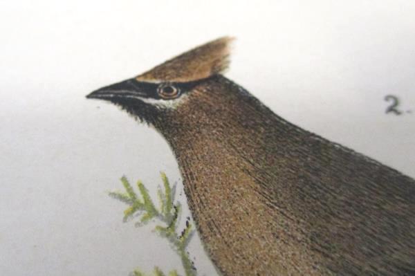 Cedar Bird or Cedar Wax Wing Vintage Bird Print by John James Audubon