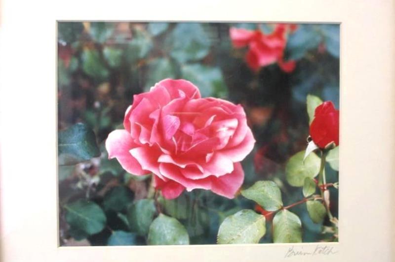 Framed And Matted Photo of A Pink Rose By Brian Kotch 8 x 10 in