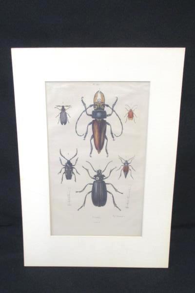 Guerin Natural History Print Litho Dictionnaire Pittoresque d’Histoire Naturelle