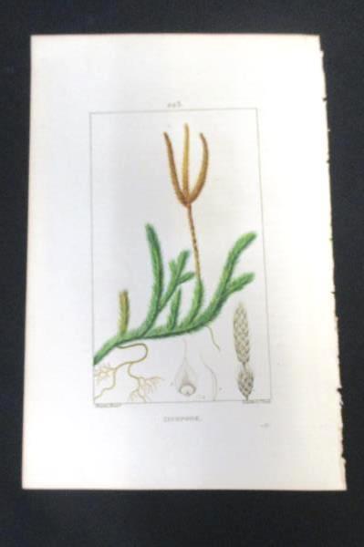 1832 Flore Medicale Botanical Club-Moss Engraving Pierre Turpin Lambert Paris