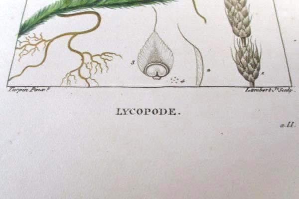 1832 Flore Medicale Botanical Club-Moss Engraving Pierre Turpin Lambert Paris