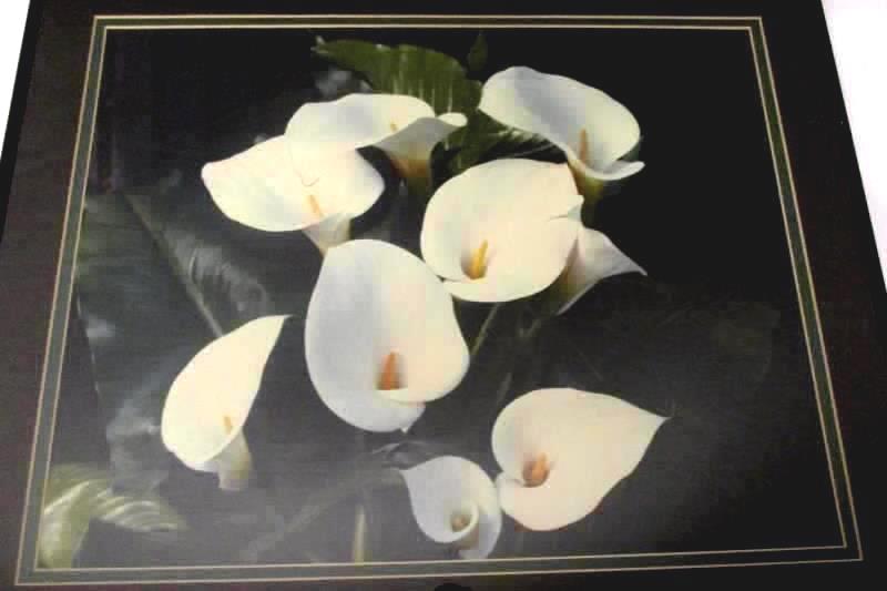 Sandra Lee Reha Fine Art Photography Famed Lilies Picture 24" x 20" Matted