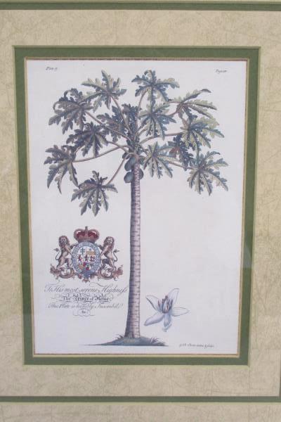 Ornate Framed Prince of Helse Botanical Print by G.D. Ehret Art Wall Decor Hang