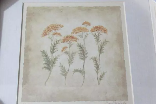 Framed Floral Art Print Yarrow by Janice M Brooks 11.75 x 12.75 In Rustic Ivory