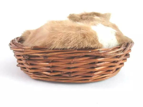 Soft Furry Sleeping Kitten In a Basket Realistic