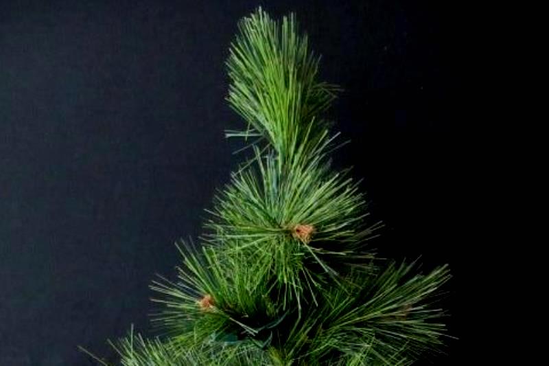 TII Collections 24" Artificial Pine Christmas Tree With Light String