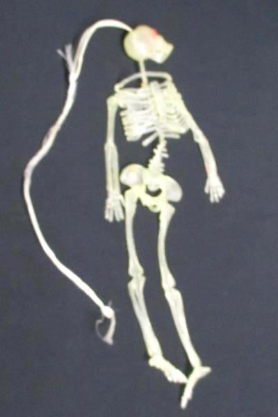 Lot of 3 Halloween Decorations Skeleton Ghouls Napkin Ghost Plate Party
