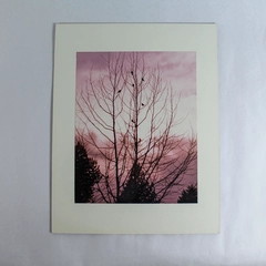 Vintage Matted Photograph of Birds in Tree Pink Sky 14"x11" Nature Art