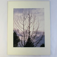 Vintage Matted Original Photograph of Birds in Tree with Purple Sky 14"x11"