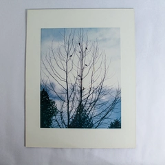 Vintage Matted Original Photograph of Birds in Tree Nature Blue Sky 