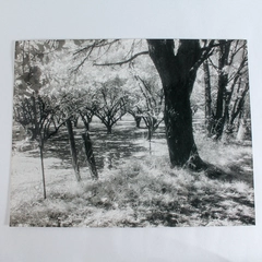 Vintage 11x14 Black & White Photograph of Orchard Nature Scene with Trees