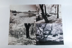 Lot of 4 Vintage Original 11 x 14 in Black White Photographs Nature Scenes