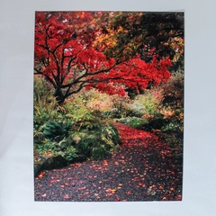 Vintage 11x14 Photograph of Autumn Trees Along Walking Trail Fall Colors