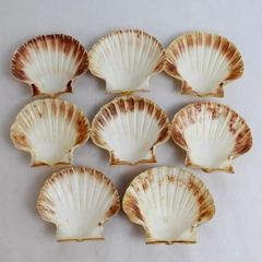 Unique Set Of 8 Real Clamshell Bowls 4.5" to 5" Wide