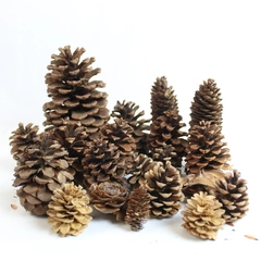 Lot of 20 Pine Cones Real Various Sizes Do It Yourself Holiday Arts and Crafts 