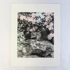 Vintage Selective Color Squirrel Photograph Matted Nature 14"x11" Art Print