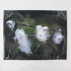 Vintage Sheep Wool Photograph on Fence 11"x14" - Good Condition