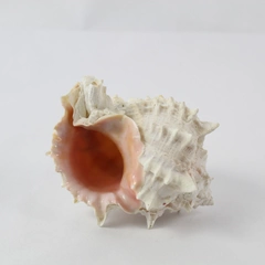 Pink Murex Seashell 5 Inches Long Conch Shell Pink Throat House Decor
