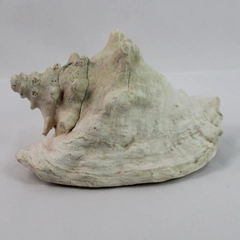 Large Natural Beige-White Spiked Conch Seashell 9" Long 4 Pounds