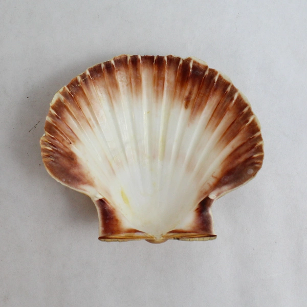 Unique Set Of 8 Real Clamshell Bowls 4.5" to 5" Wide