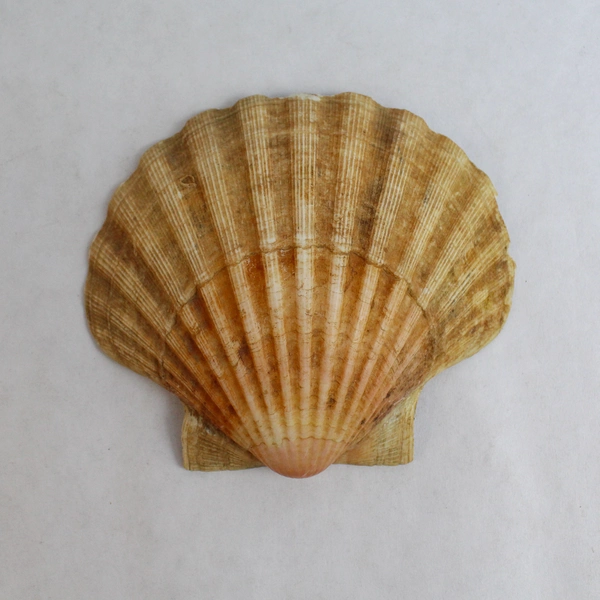Unique Set Of 8 Real Clamshell Bowls 4.5" to 5" Wide