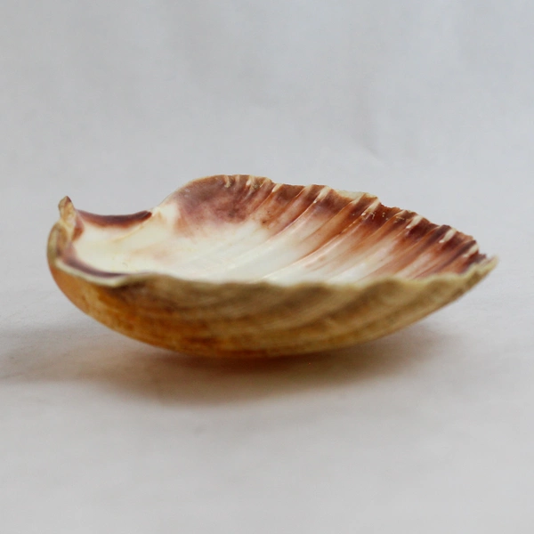 Unique Set Of 8 Real Clamshell Bowls 4.5" to 5" Wide