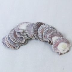Lot of 15 Lion's Paw Scallop Shells Halves 3 Inches Nautical Beach Craft