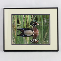 Framed and Signed Photograph of Wood Duck by James T. Jones