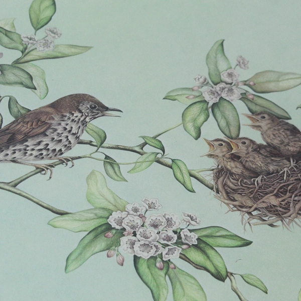 Woodthrush and Young in Mountain Laurel Lithograph by Jill Fogelsong 1981